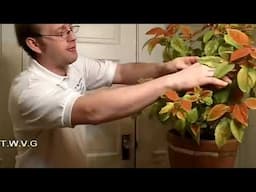 Tip cuttings from  Coleus plant, Flashback video from 2012