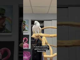 Things to think about before getting a cockatoo. Angel doesn’t like to be alone in the studio!