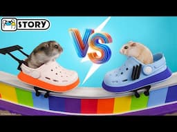 Hamsters on the Crocs Factory Obstacle Course 🐹 Homura Ham Pets