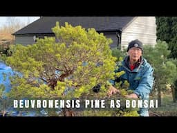 Beuvronensis Pine as bonsai