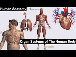 Organ Systems of the Human Body | Circulatory, Respiratory System |Human Anatomy (Part #4)