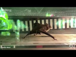 See a vampire bat treadmill workout | Science News