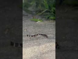 cute kuhli loach fish eating! 🤍