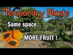 Temporary Plants | Same Space...MORE Fruit!!!