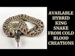 AVAILABLE HYBRID KING SNAKE / COLD BLOOD CREATIONS