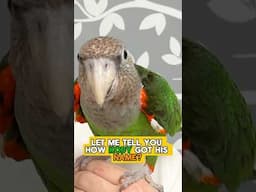 How Kody the Cape Parrot Got His Name