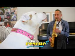 Adorable Pittie loves to sing along to her dad's saxophone #Pinky | To The Rescue