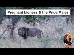 The Lion Chaser Pregnant Lioness Joins The Shishangaan Pride Males