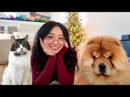 Decorating for Christmas with our Chow Chow and Cats