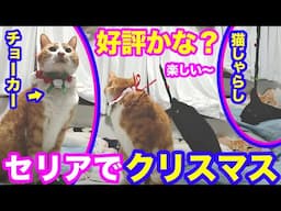 2024ｰ12−15 保護猫たちの「ほっこり猫ライブ」ハッチ＆マック＋黒猫めめ＋がんサバイバーママ Cat live Stream in Japan -Cat Life TV