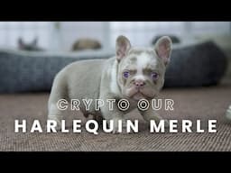 Crypto Our Harlequin Merle French Bulldog Puppy!