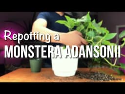 monstera adansonii | Repotting + Care Guide