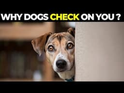 Why Does Your Dog Keep Checking On You ?  15 Secret Reasons