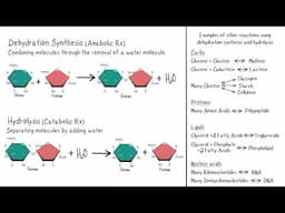 Dehydration Synthesis vs Hydrolysis