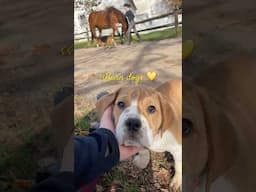 Barn dogs are the best dogs 💛✨ #barnlife #barndog #livestockdog #horsesanddogs #cutepuppy