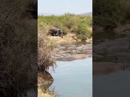 My favorite moment on safari in Tanzania | Serengeti National Park