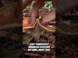 Scaly “Chanterelle” (Turbinellus floccosus) Not Edible, Mildly Toxic #asmr