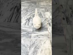 Persian kitten running slow motion