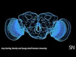 Take a close look at a fruit fly's neurons | Science News