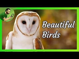 Beautiful Birds - The Barn Owl