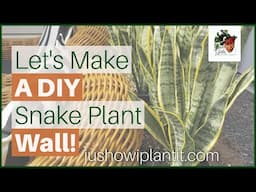 DIY Snake Plant Wall With  Sansevieria Laurentii (Repotting A Snake Plant)