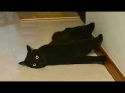 Funny Cats prolong life 😹 Funny Cat Videos of 2024