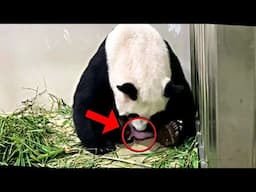 Panda Gives Birth, But When She Got Up, The Keepers Screamed When They Saw This