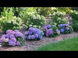 Proven Winners ColorChoice Flowering Shrubs Live Stream