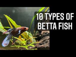 10 Types of BETTA Fish | tail types