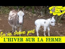 VLOG 25 ~ ÇA NE CHÔME PAS L'HIVER SUR LA FERME ! Saillie, naissance, fugue, accident débroussaillage