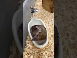 Tenrec Dust Bath - Cincinnati Zoo