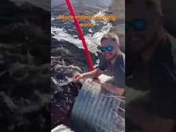 Catching spawning fish by hand