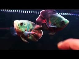 Super Rare Oscar Fish You Have Never Seen Before | Balloon Oscar Fish, Platinum Oscar Fish etc.