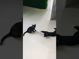 Cats funny fight