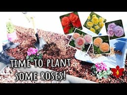 Planting Bare Root Roses in the the garden and pots! - My first Roses are here! 🌹