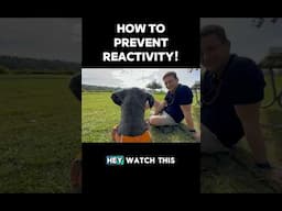 How to prevent reactivity #dogtraining #puppytraining