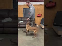 Can A Malinois Be A Family Protection Dog? “Zag” 6 Mo's "YES" W/ Proper Breeding & Training They Can