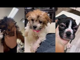 Puppies are sick and dying in pet stores