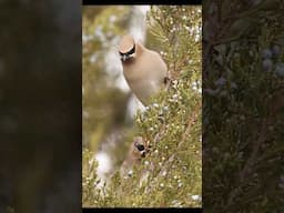 Time to get back in the blind, the Waxwings are back! #birds #wildlife #wildlifephotography #nature