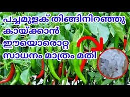 മുളക് കൃഷി വളം|Mulak krishi in malayalam |chilly cultivation tips malayalam|Tips to grow more chilly