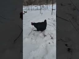 Are Chickens afraid of the Snow? #backyardchickens #nature #indiana