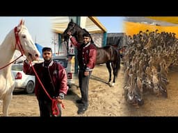 India’s Biggest Animal Mela in Sri Muktsar Sahib Punjab😱