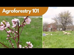 Unlocking the Secret to Sustainable Farming: What is Agroforestry?