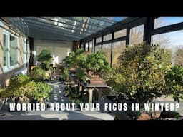 Worried about your Ficus in winter?