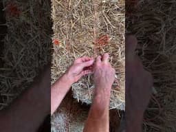 The MILLER’S KNOT - How to re-tie and cut a straw bale to create the last small bale in each course!