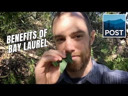 California Bay Laurel | Minute with Matt