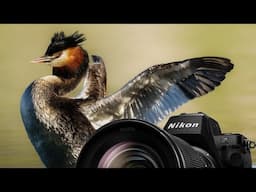 The Great Crested Grebe - Nikon Z8 + 800mm 6.3 PF Nikon Wildlife Photography