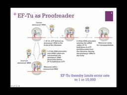 188-Translation Elongation