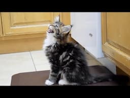 Maine Coon Kitten Molly TALKS to Owner