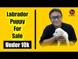 Labrador puppy for sale | Low budget Labrador puppy | Bengali | QDogS